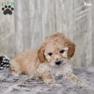 Kade, Toy Poodle Puppy