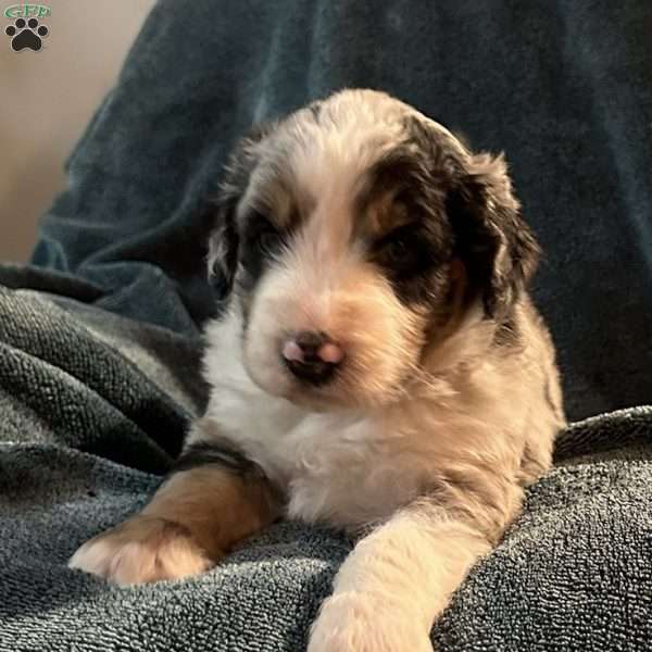 Milo, Aussiedoodle Puppy