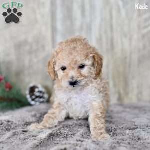 Kade, Toy Poodle Puppy