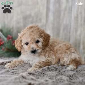 Kade, Toy Poodle Puppy