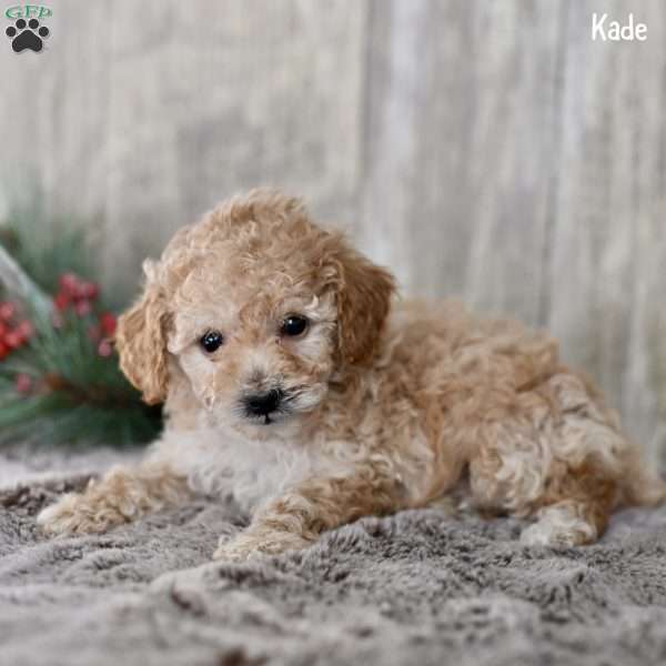 Kade, Toy Poodle Puppy