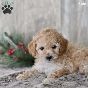 Kade, Toy Poodle Puppy