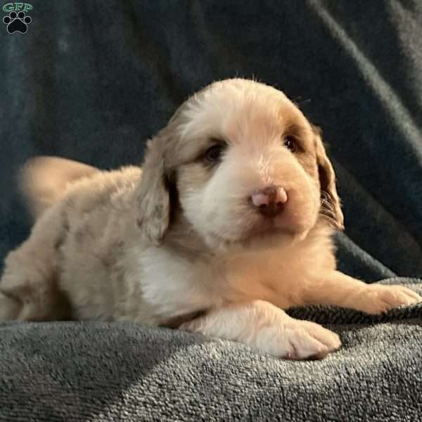 Willow, Aussiedoodle Puppy