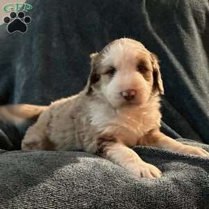 Willow, Aussiedoodle Puppy