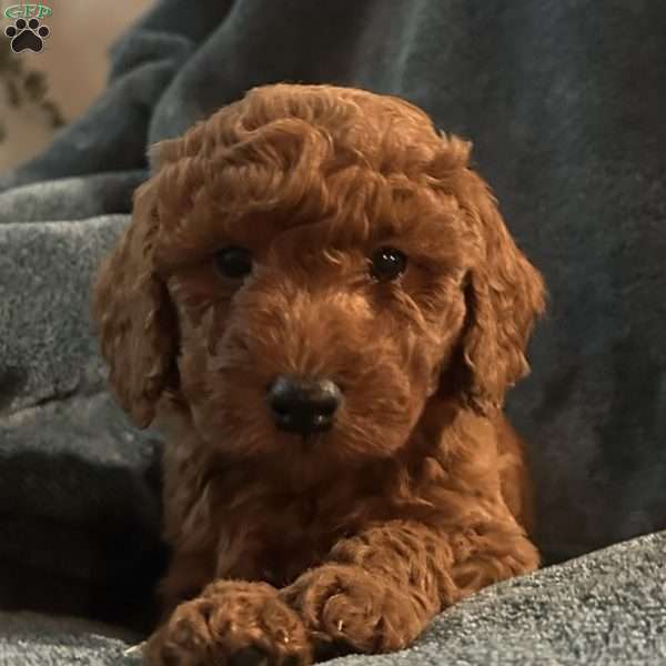 Dancer, Mini Goldendoodle Puppy