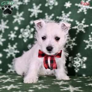 Faith, West Highland Terrier Puppy