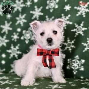 Faith, West Highland Terrier Puppy