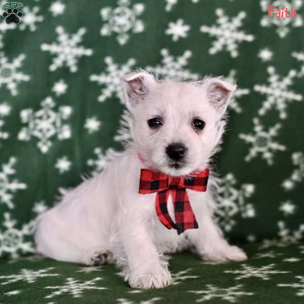 Faith, West Highland Terrier Puppy