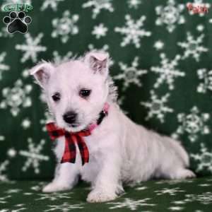 Faith, West Highland Terrier Puppy