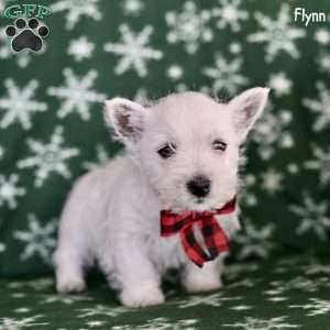 Flynn, West Highland Terrier Puppy