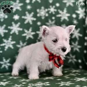 Flynn, West Highland Terrier Puppy