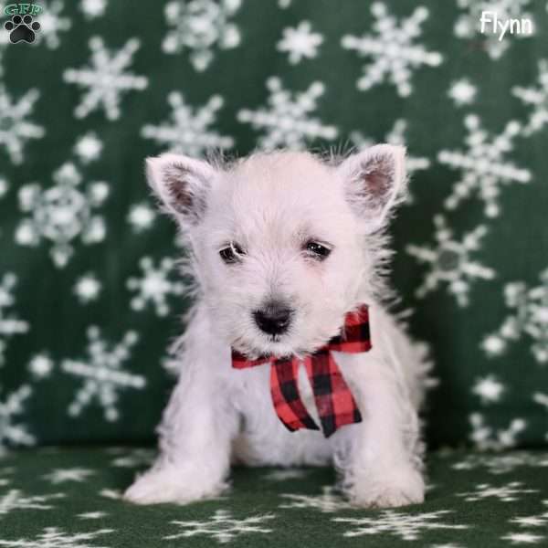 Flynn, West Highland Terrier Puppy