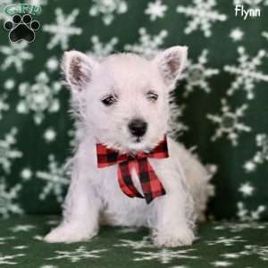 Flynn, West Highland Terrier Puppy