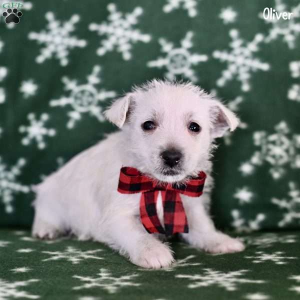 Oliver, West Highland Terrier Puppy