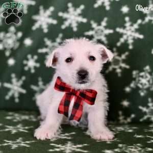 Oliver, West Highland Terrier Puppy