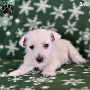 Oliver, West Highland Terrier Puppy