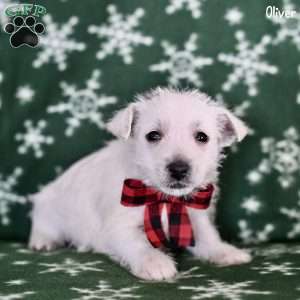 Oliver, West Highland Terrier Puppy