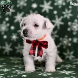 Odin, West Highland Terrier Puppy