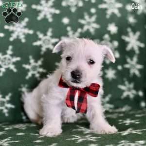 Odin, West Highland Terrier Puppy