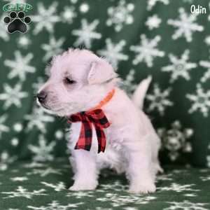 Odin, West Highland Terrier Puppy