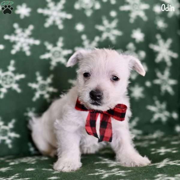 Odin, West Highland Terrier Puppy