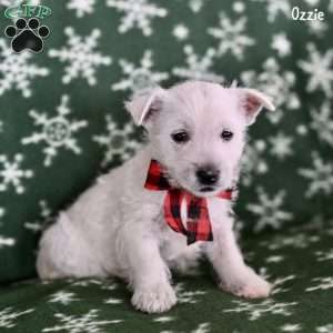 Ozzie, West Highland Terrier Puppy