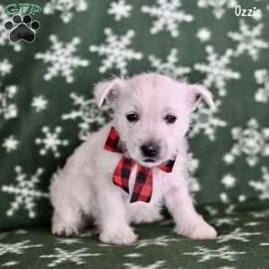 Ozzie, West Highland Terrier Puppy