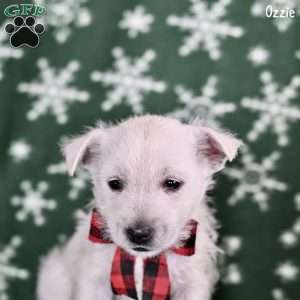 Ozzie, West Highland Terrier Puppy