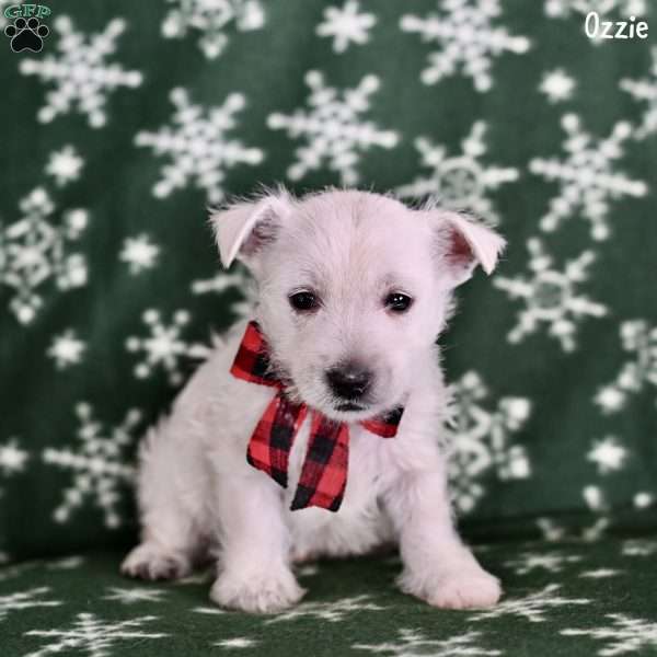 Ozzie, West Highland Terrier Puppy