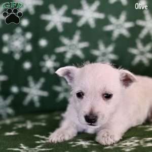 Olive, West Highland Terrier Puppy