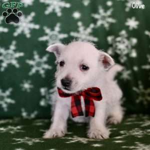 Olive, West Highland Terrier Puppy