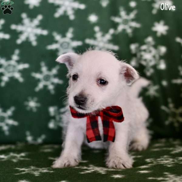 Olive, West Highland Terrier Puppy