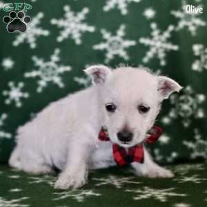 Olive, West Highland Terrier Puppy