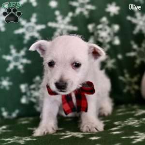 Olive, West Highland Terrier Puppy