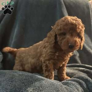 Doner, Mini Goldendoodle Puppy