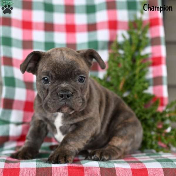 Champion, French Bulldog Puppy