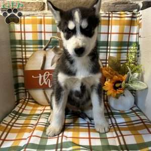 Rex, Siberian Husky Puppy