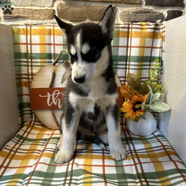 Rex, Siberian Husky Puppy