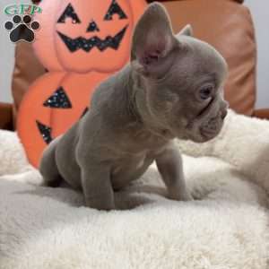 Tequila, French Bulldog Puppy