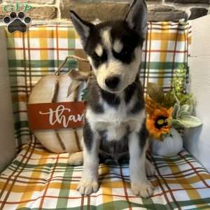 Cash, Siberian Husky Puppy