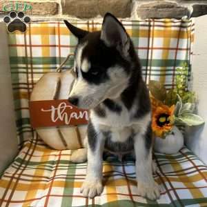 Cash, Siberian Husky Puppy