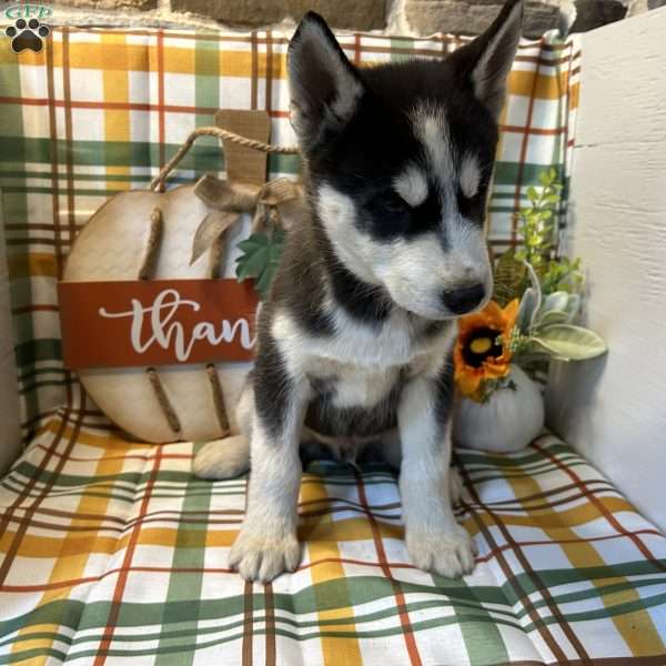 Cash, Siberian Husky Puppy