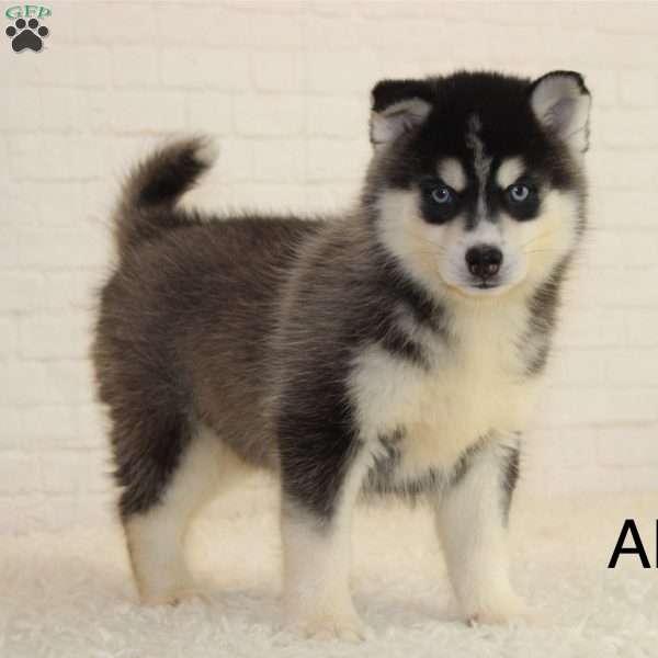 Alex, Pomsky Puppy