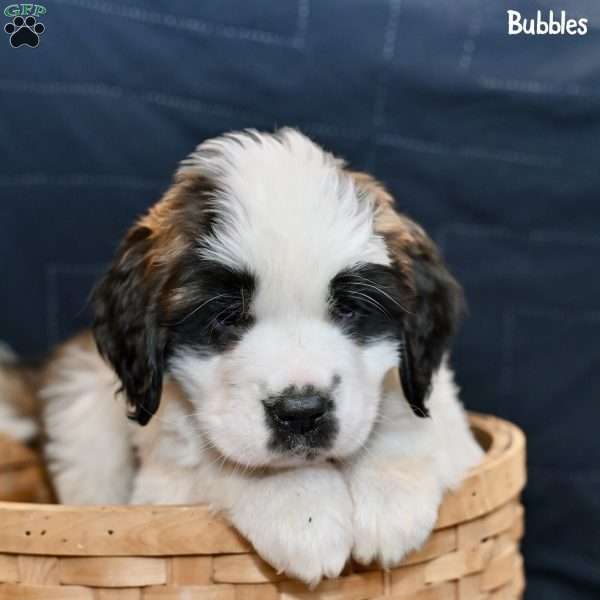 Bubbles, Saint Bernard Puppy