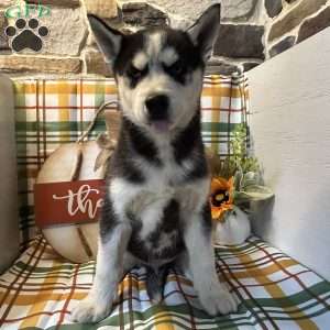 Champ, Siberian Husky Puppy