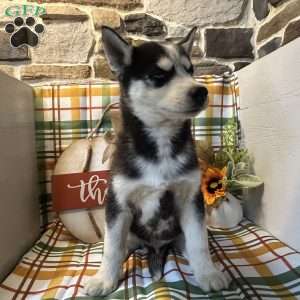 Champ, Siberian Husky Puppy