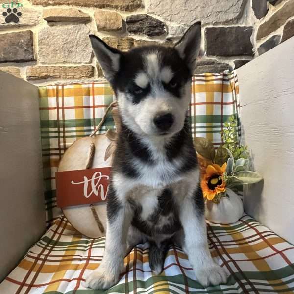 Champ, Siberian Husky Puppy