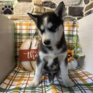 Champ, Siberian Husky Puppy