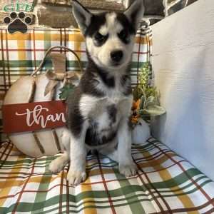 Molly, Siberian Husky Puppy