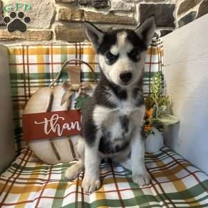 Molly, Siberian Husky Puppy